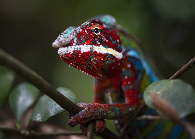 Chameleon