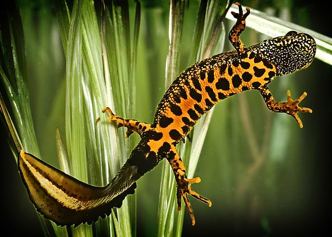 SALAMANDER