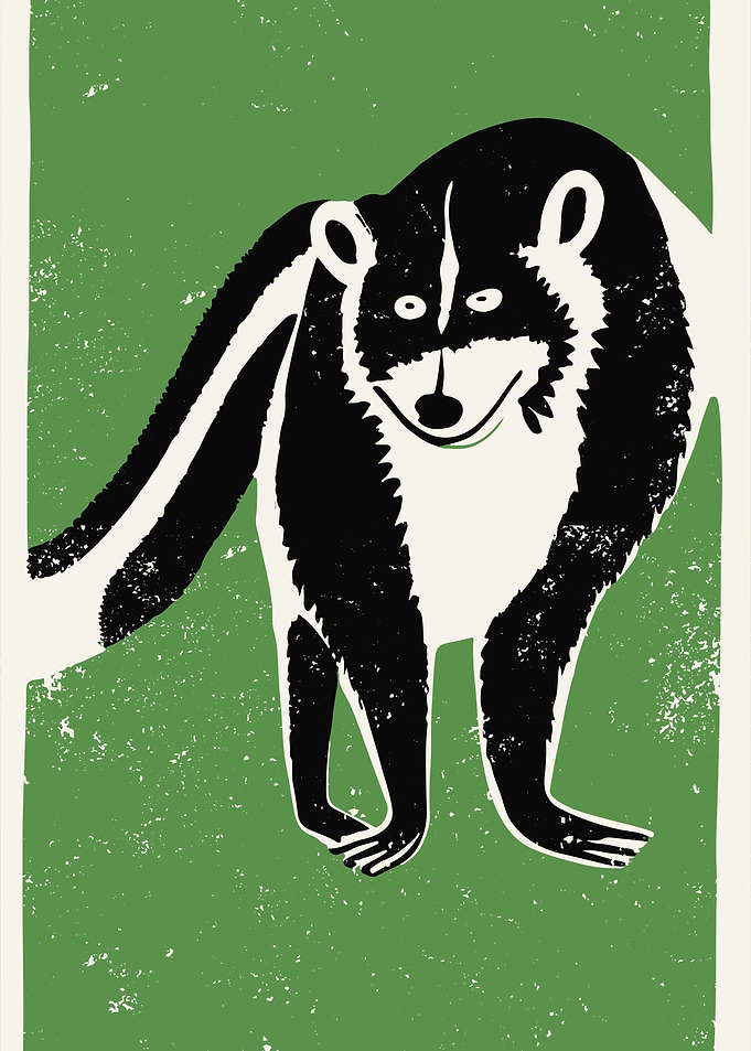 Raccoon Illustration