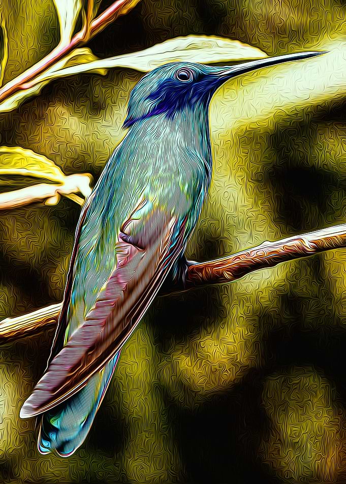 Hummingbird