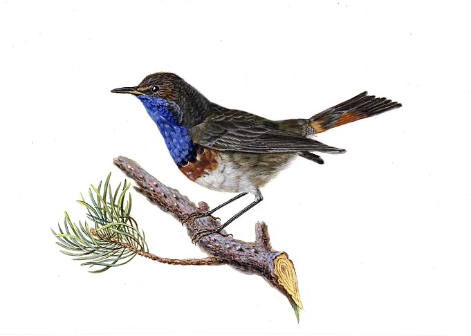 Bluethroat perched