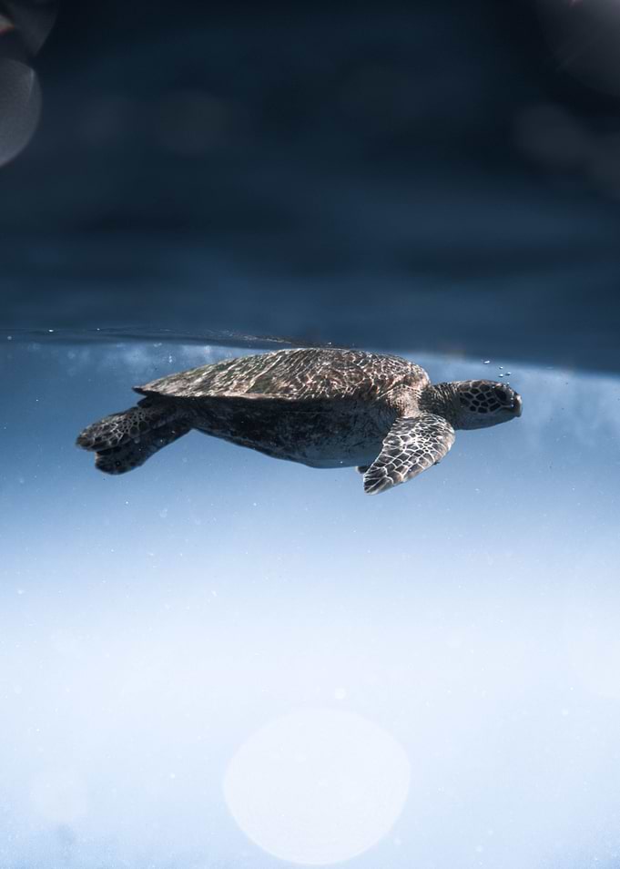 sea baby turtle