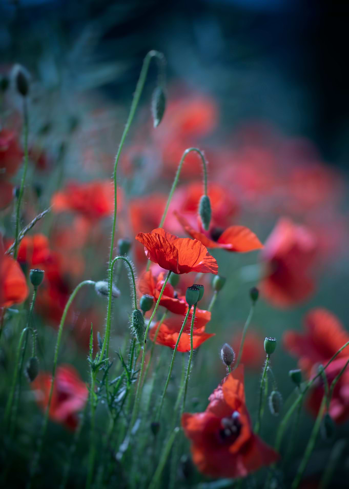 Summer meadow, red poppies