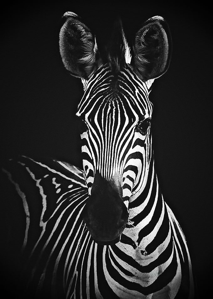 Black Zebra