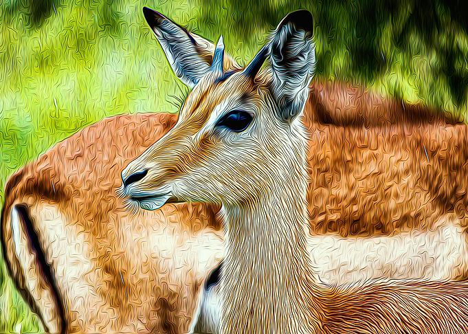 Antelope