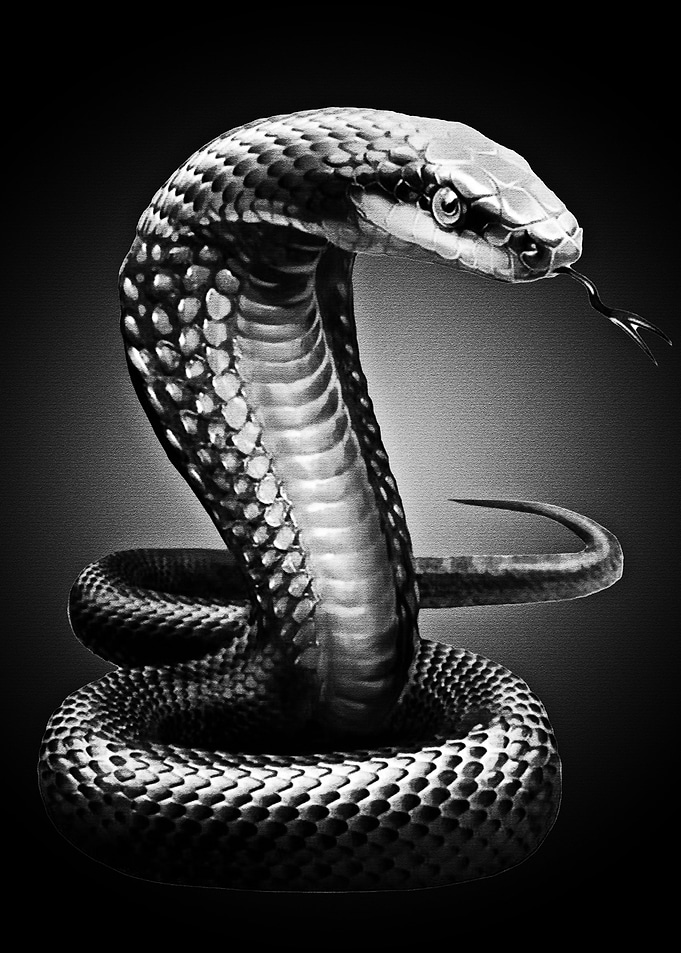 Black Cobra
