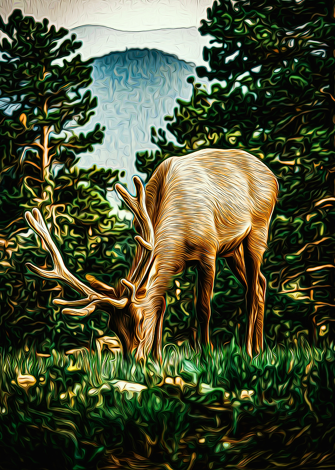Reindeer