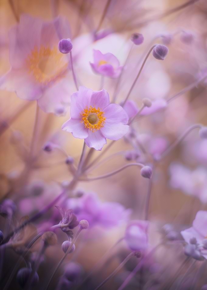 Purple anemone, macro