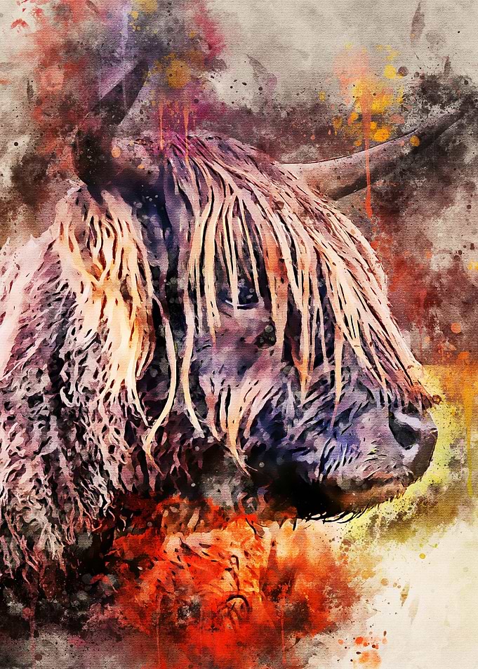 Highland Cow closeup