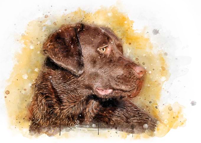 Chocolate Labrador