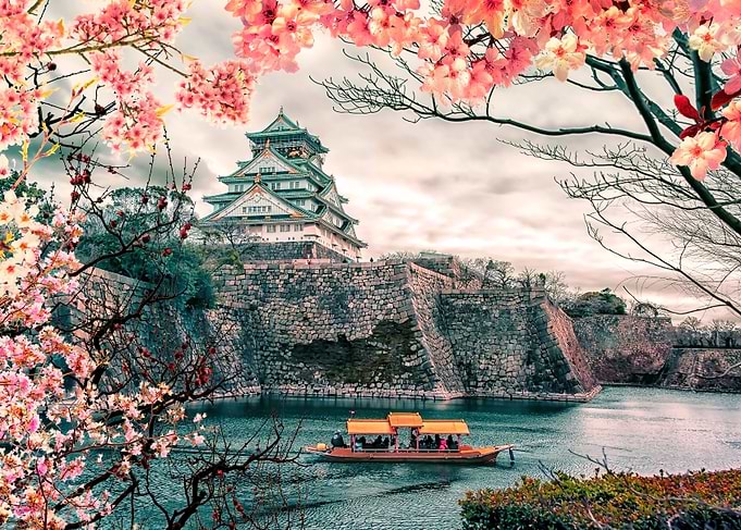 Sakura In Osaka