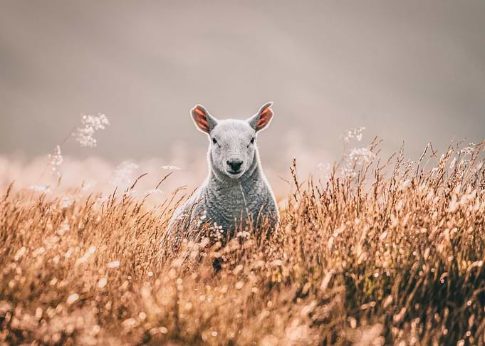 sheep cute