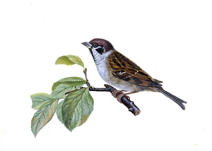 Sparrow