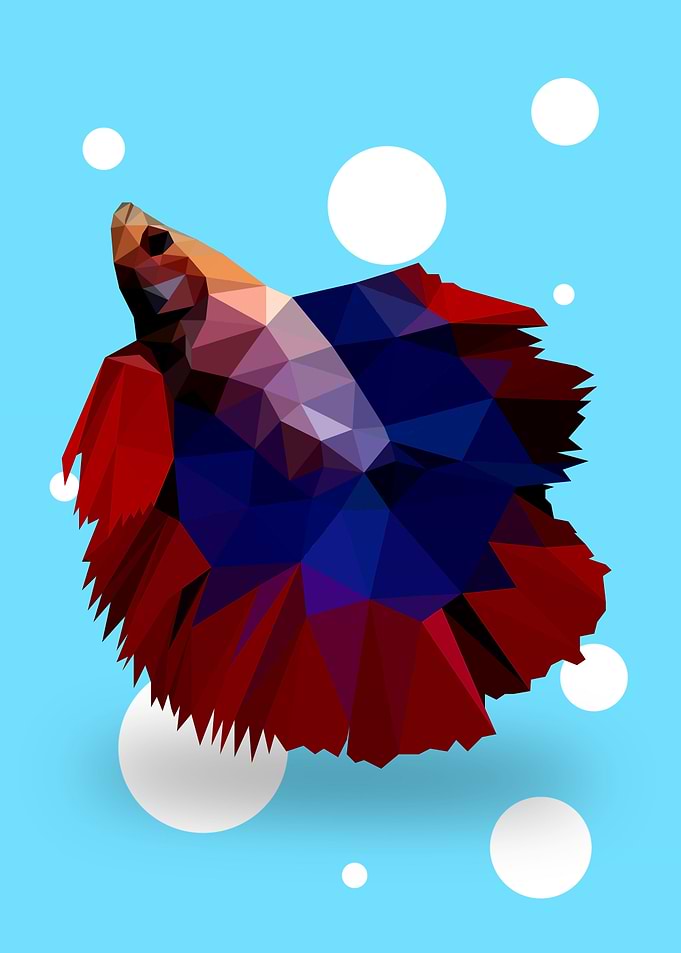 Betta