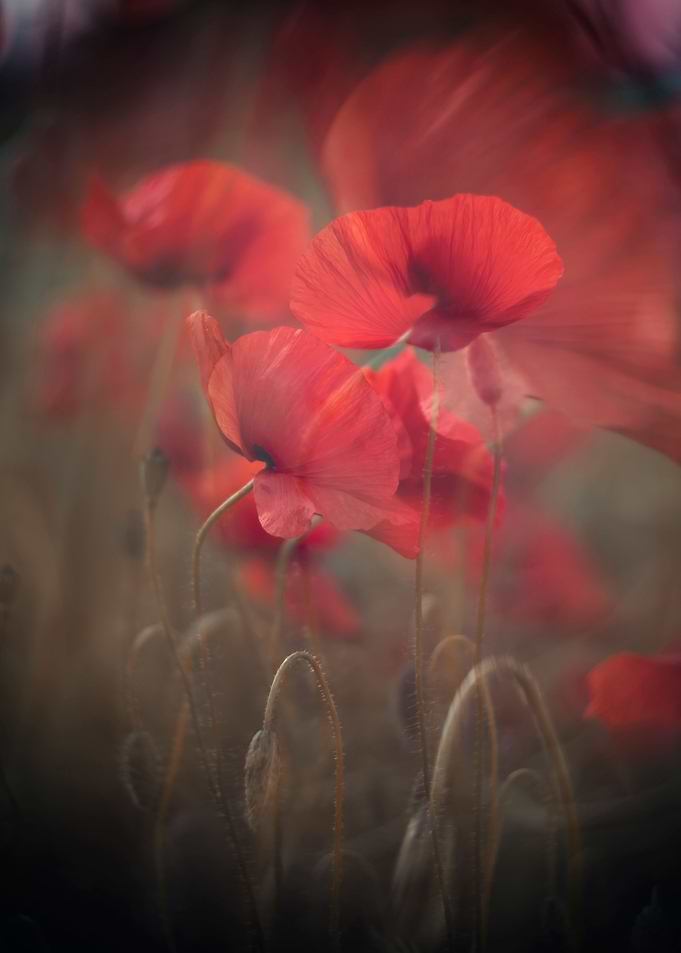 Red poppy flowers, macro