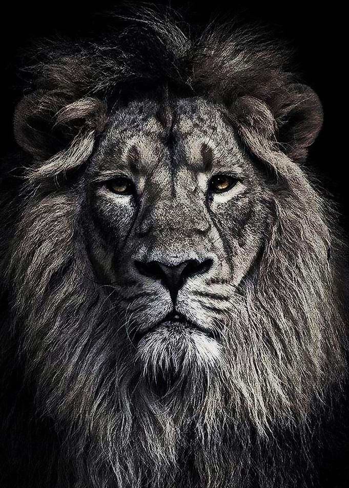 Black Lion