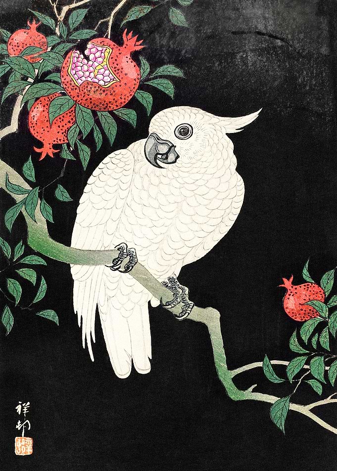 Cockatoo and Pomegranate