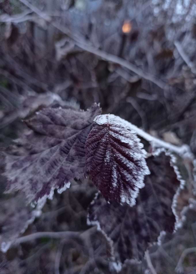 frosted leaf