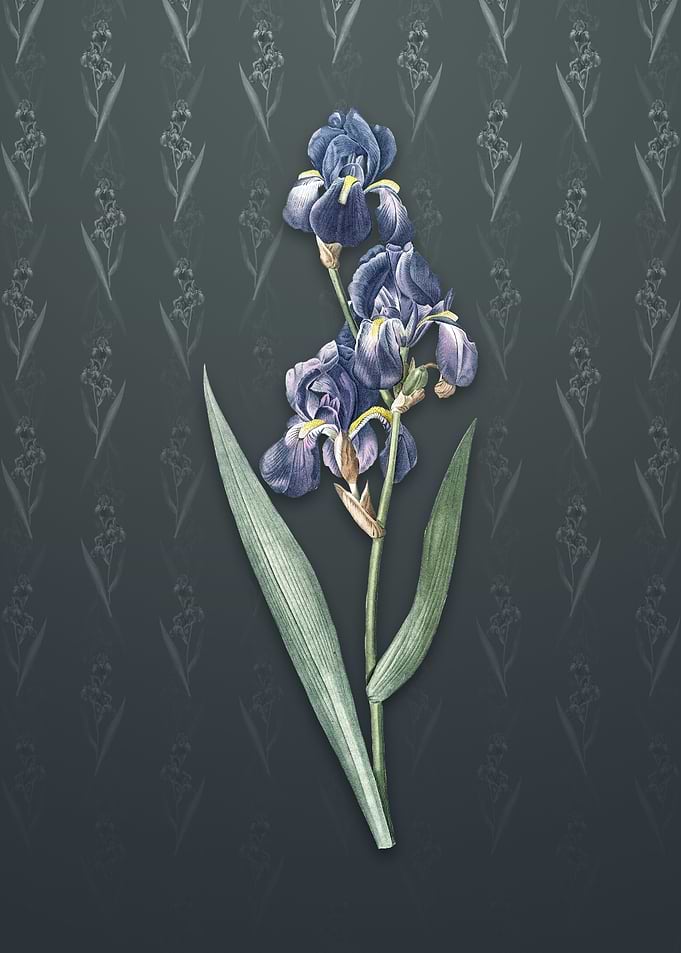 Vintage Dalmatian Iris