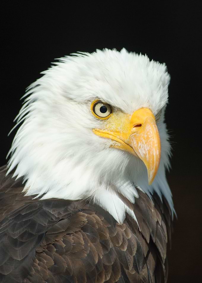 animal face Eagle