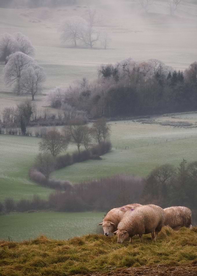 Irish sheep
