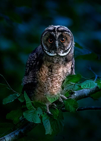 Owl Bird