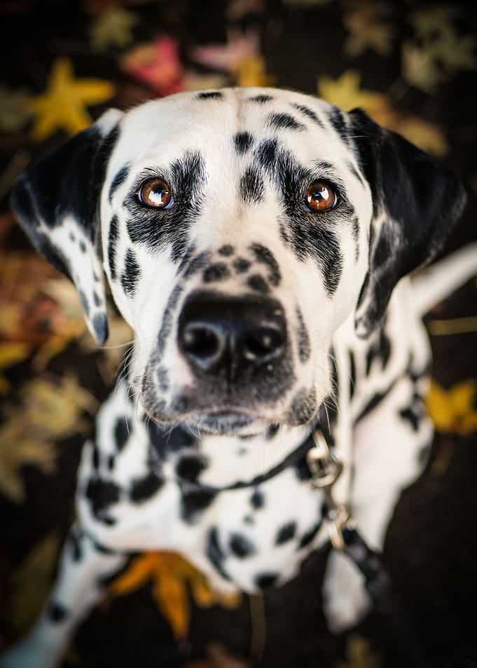 Autumn dalmatian