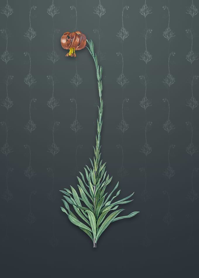 Scarlet Martagon Lily
