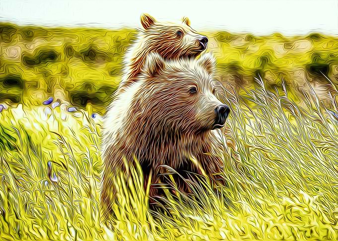 Bear