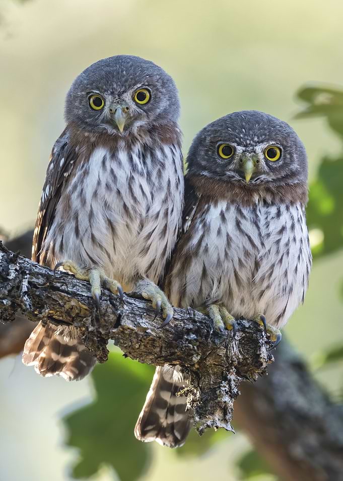 Owl Bird