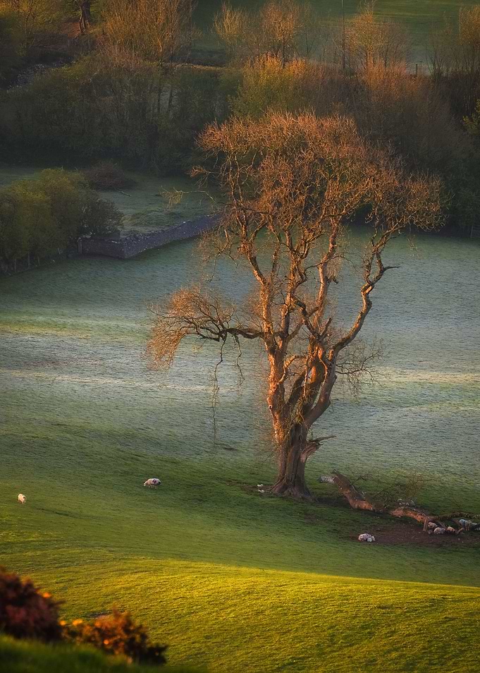 Scenic lonely tree