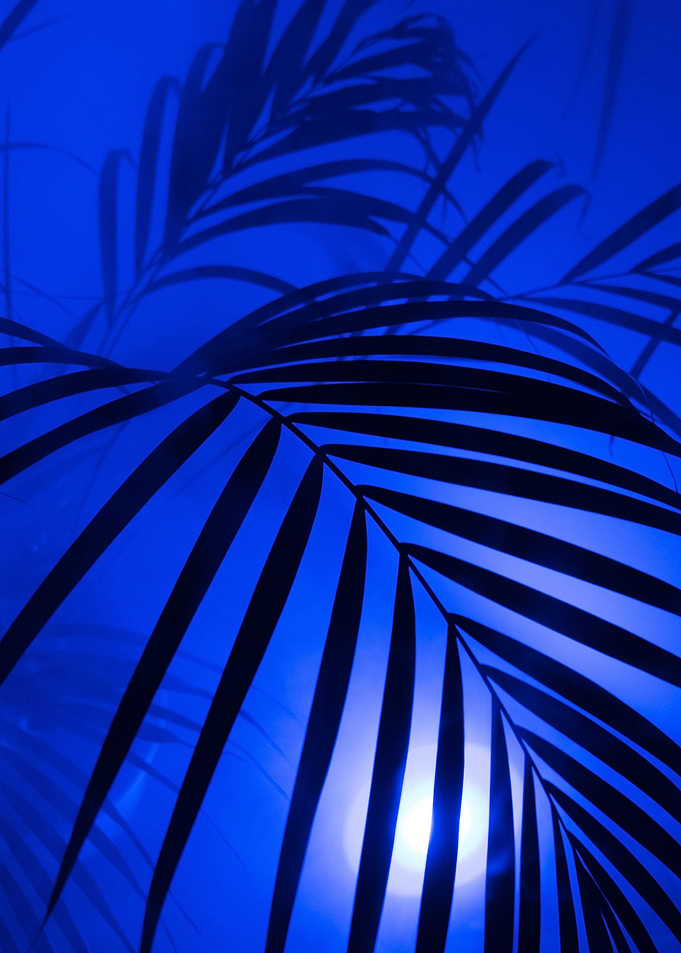 palm tree night