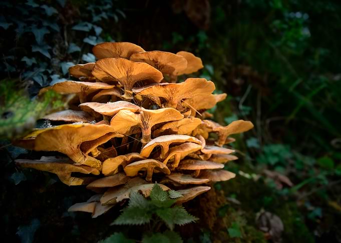 Autumn Mushrooms
