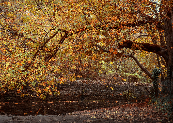 Autumn Tree