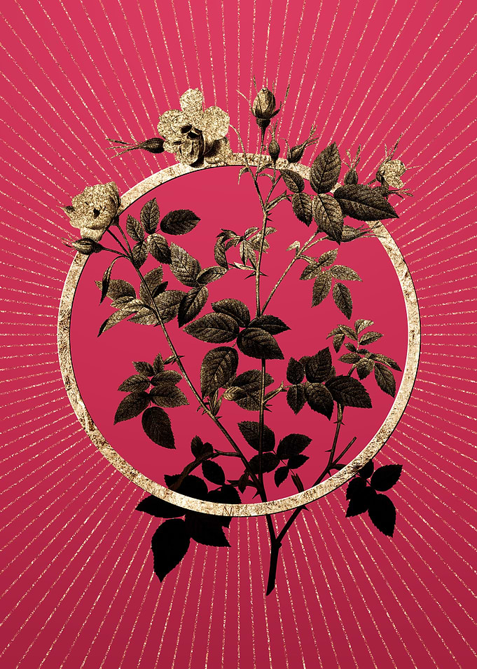 Pink Flowering Rosebush
