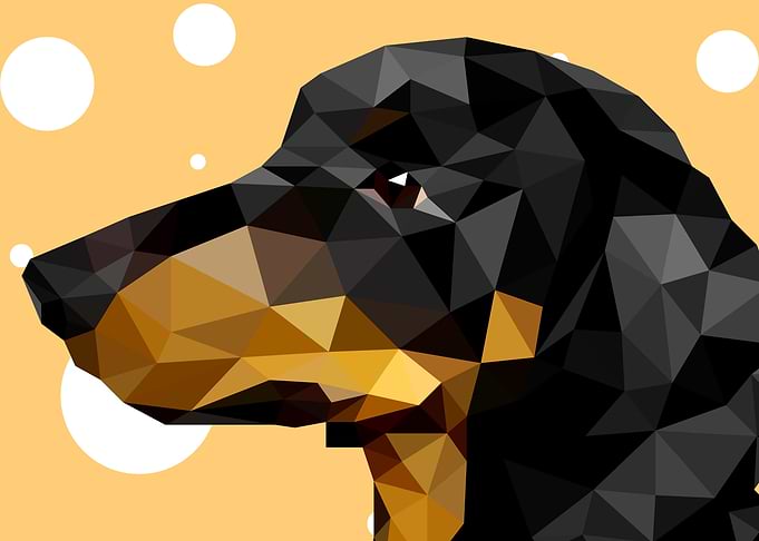 Dachshund