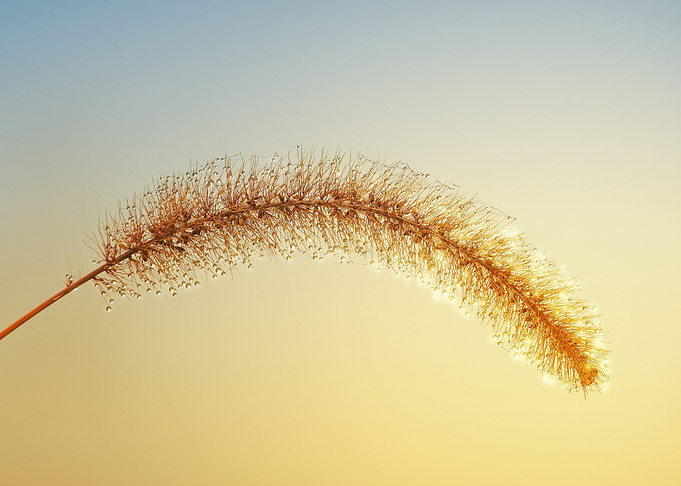 wheat with water
