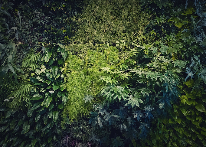 Tropical plants texture