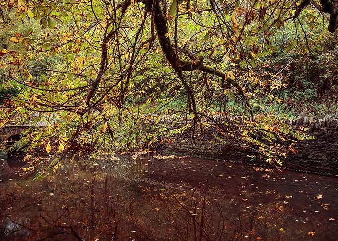 Autumn Tree