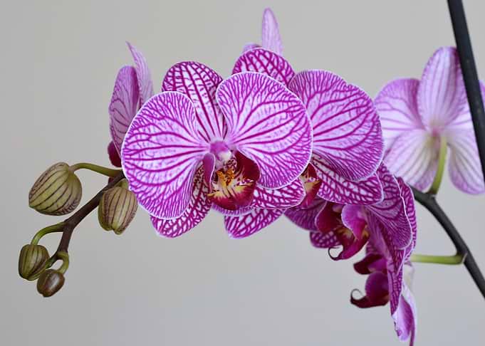 Orchid Lilac
