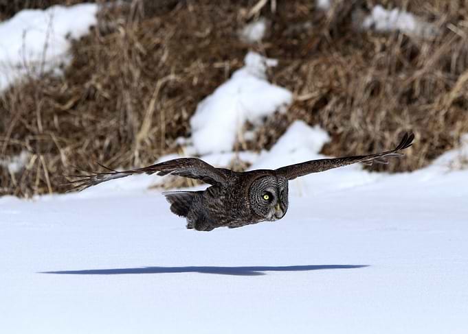 Great gray to the rescue