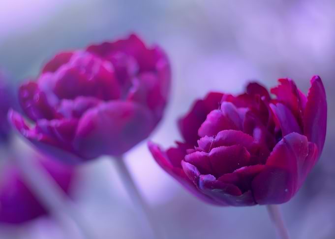 Purple tulips, macro