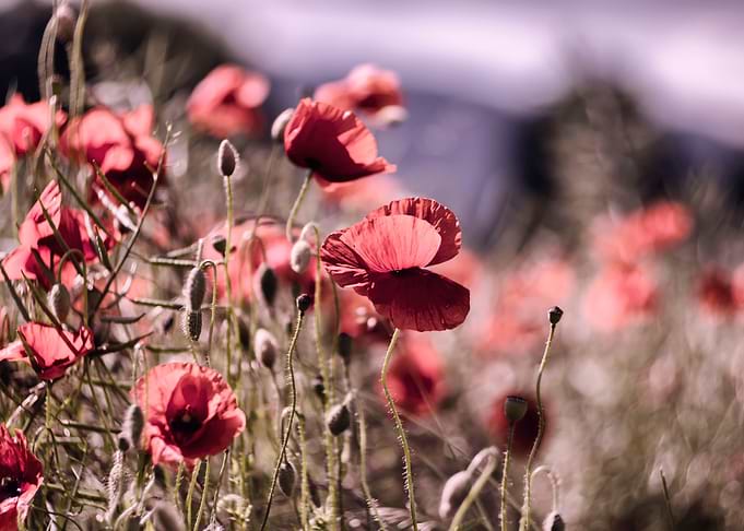 Meadow, red poppy flowers