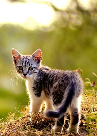 cat