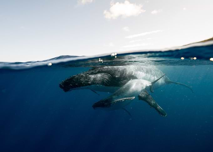 baby and mother whale