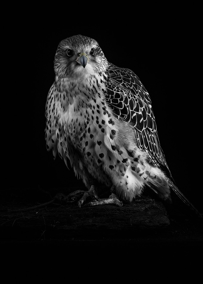 Gyr Saker falcon