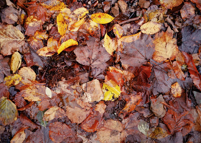 Muddy foliage flat autumn