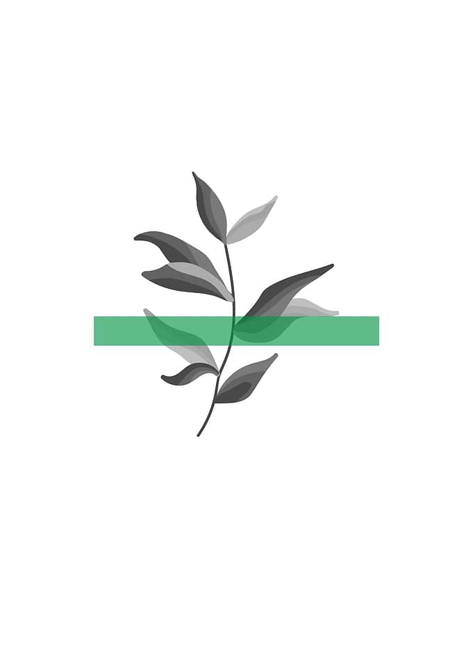 Leaf illustration