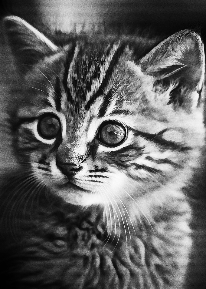 Black Cute Cat