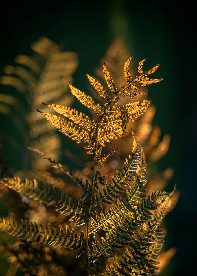 Autumn fern leaves, forest